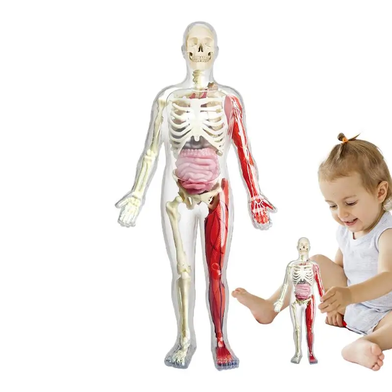 Human Body Model For Kids Interactive Toys Anatomy Posable Body Night Glowing Preschool School Display STEM Educational Toys