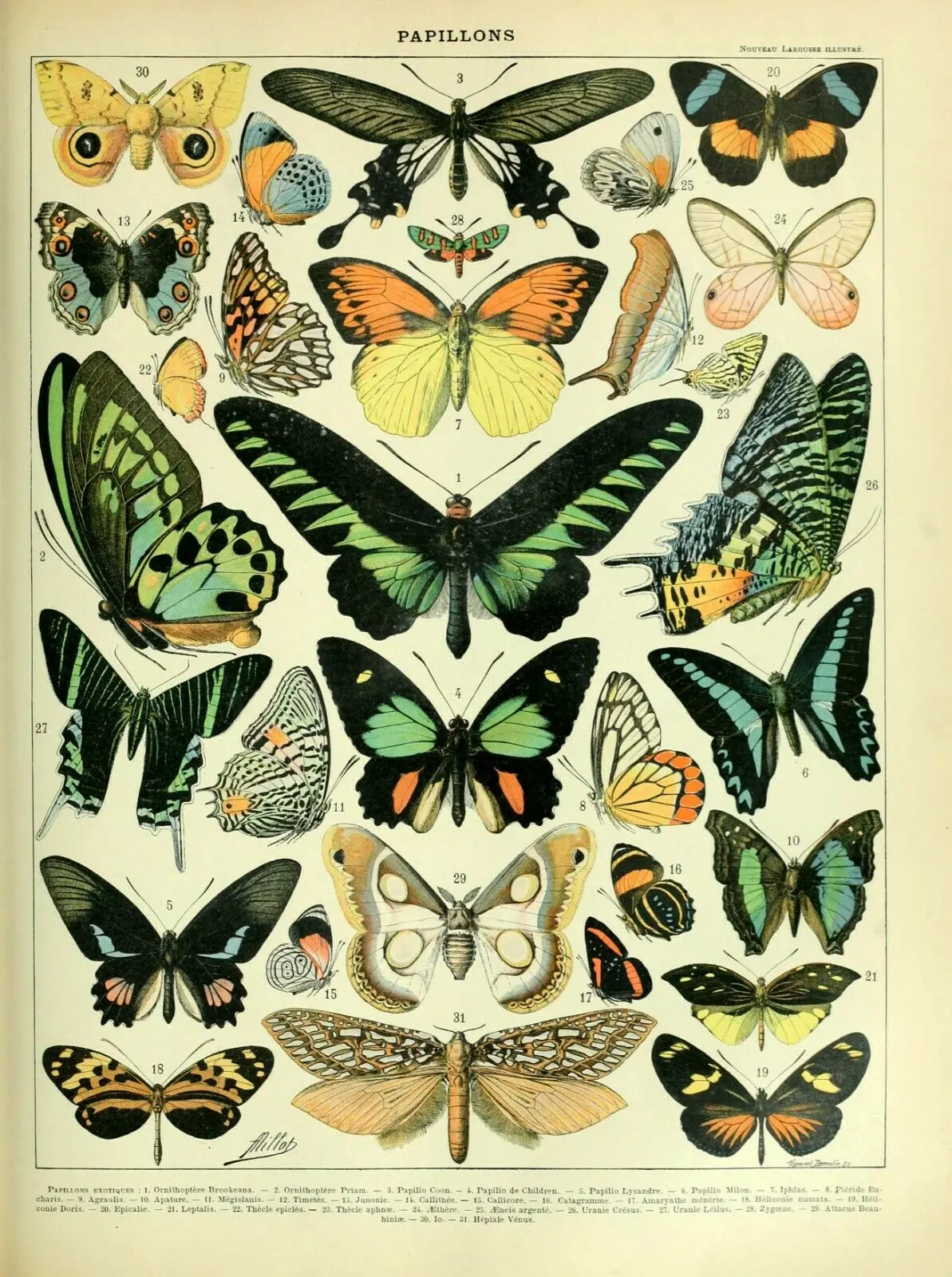

Papillons Butterfly chart wildlife insect vintage Photo Art Film Print Silk Poster for Your Home Wall Decor 24x36inch