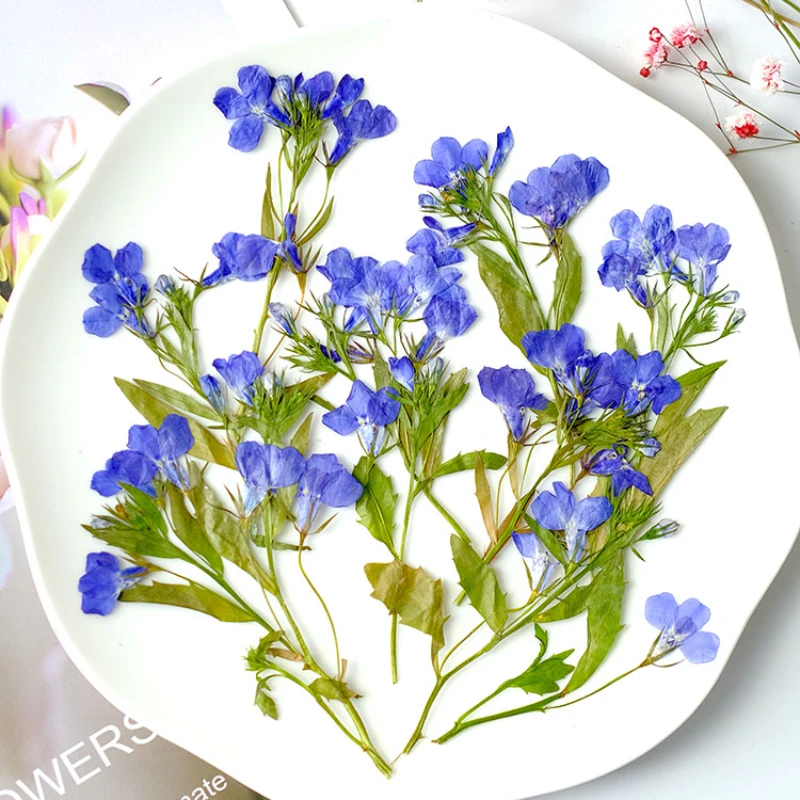 4-5cm,8-13cm,12pcs,pressed Lobelia erinus flower,real flower DIY Bookmark Drip Glue Mobile Phone Case Table Lamp greeting card