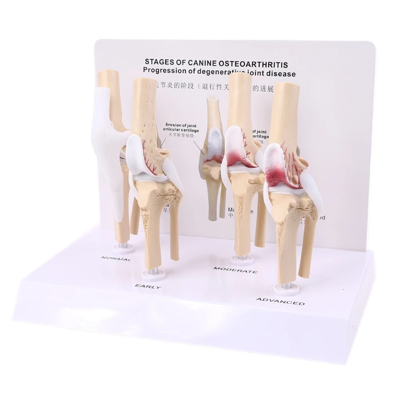 동물 개 개 무릎 관절 모형 골격 수의학 교육 연구 디스플레이