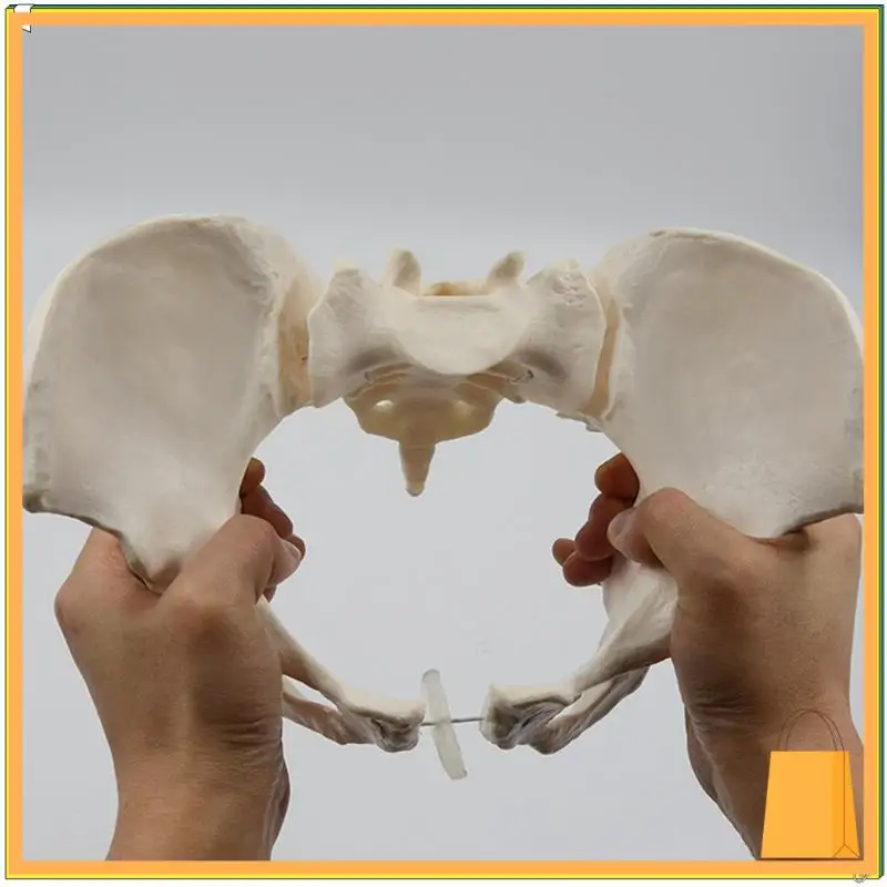 L52A-1 個等身大女性骨盤骨格モデル解剖モデル科学教育用