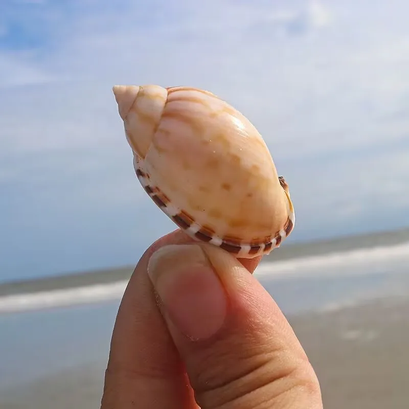 Rare Collection Specimen of Sun Egg Snail, Ladle Snail, Fish Tank, Landscape Decoration, Natural Conch Shell
