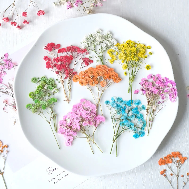 6-8cm/12pcs,New color babysbreath dry flower,pressed flora DIY bookmark drip glue table lamps nail art beauty cosmetics material