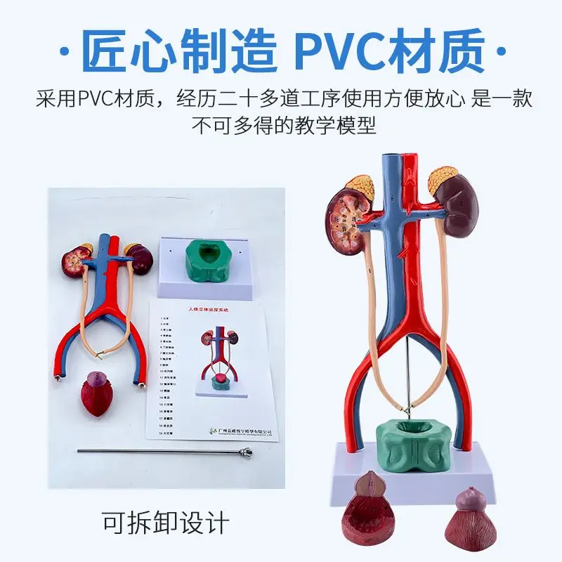 Human Urinary System Model Ureter Bladder Urethra, Renal Anatomy, Medical Reproductive System Model, Three-dimensional