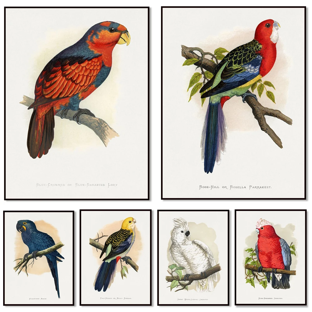 Alexander Francis Leyden parrot print, great black cockatoo, hyacinth macaw, eagle-headed parrot, slender-billed cockatoo poster