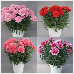 carnation flowers,Platycodon  grandiflorus eustoma Rose,Balcony patio decorationm.Mother's Day gift Immortal plant