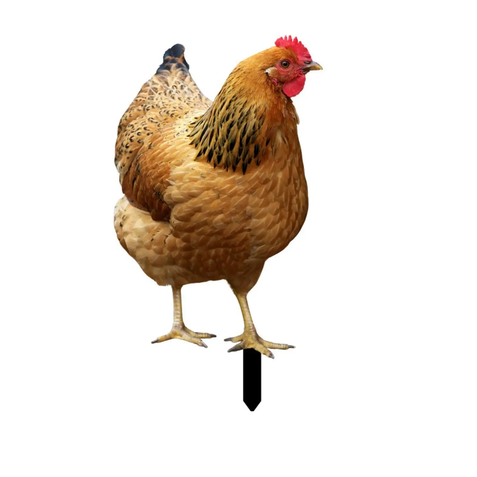 Chicken Yard Art Sign with Metal Ground Stake for Garden Fence Backyard Decoration