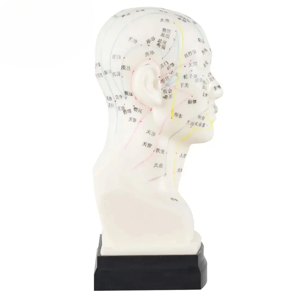 Chinese Acupuncture Model Head Acupuncture Point He Human Acupuncture Point Model Head Meridian