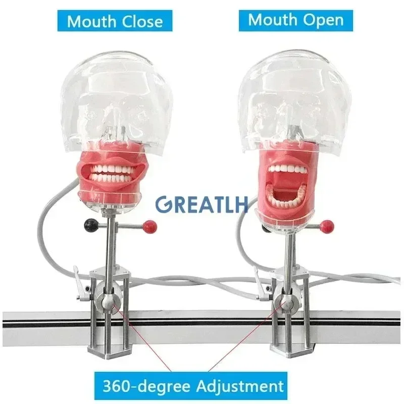 

GREATLH Dental Training Simulator Head Stainless Holder Dental Manikin Clamp Practice Model Phantom Model Dental Instrument