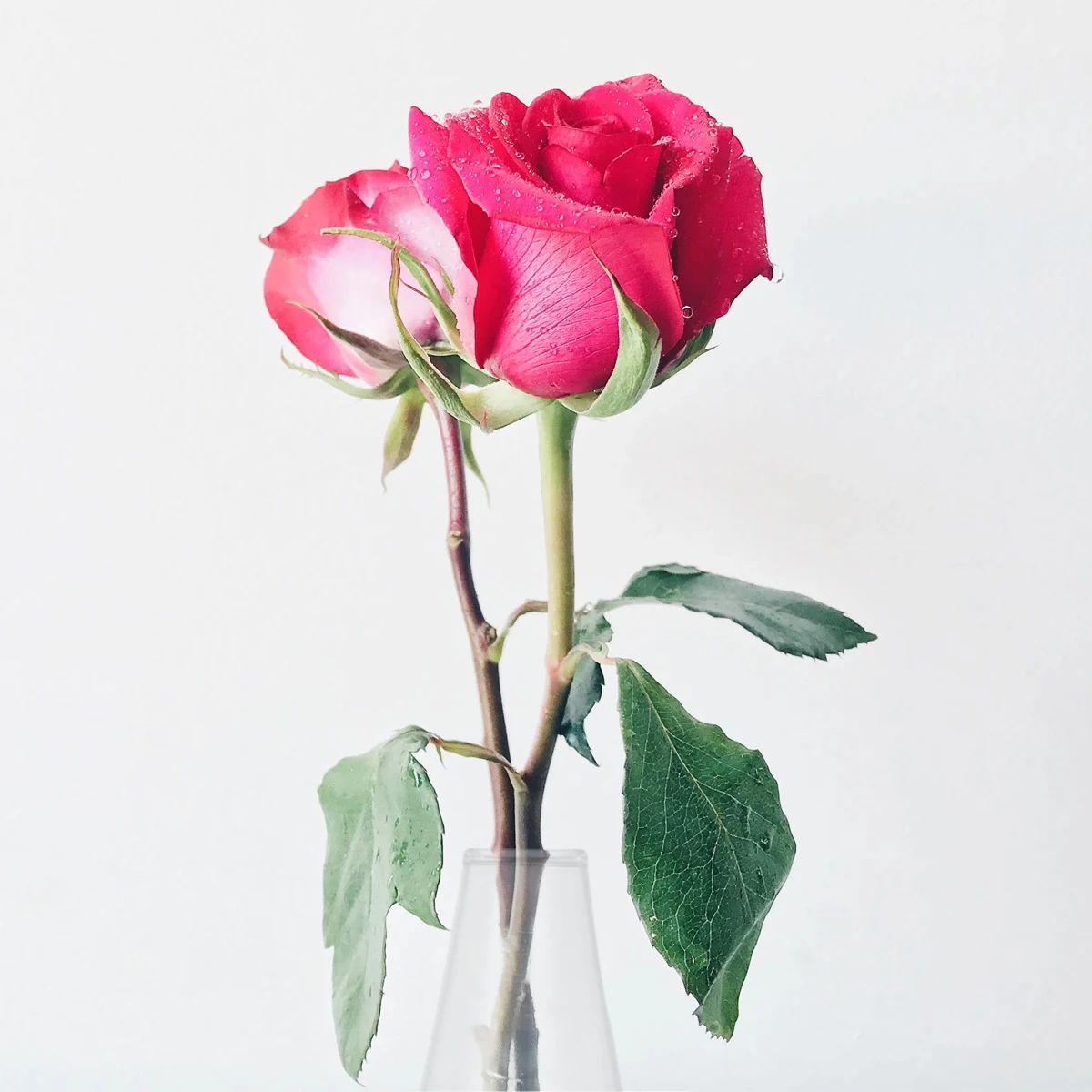 

Premium Glass Vase Wall Mount 8x18cm Hydroponics Flowers Fish Tank Home Hotel Elegant Design Durable Use Glass Vase