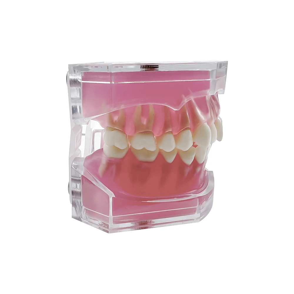 Thumbnail 3 - #6 Best Dental Teaching Models to Buy In 2026