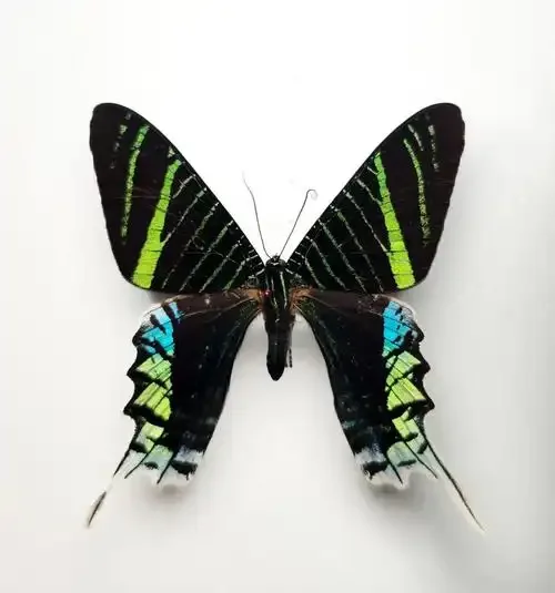 2 PCS natural Real Butterflies Specimen (Sun Moth and Moon Moth）Artwork Material Home Decoration DIY