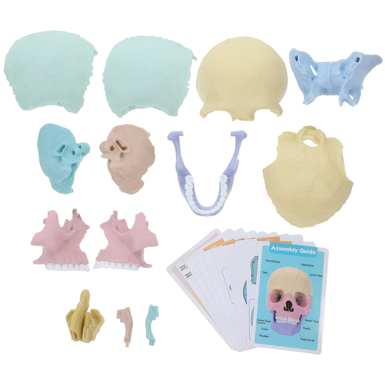 

Реалистичный разборный цветной анатомический череп человека для обучения медицине и изучения анатомии