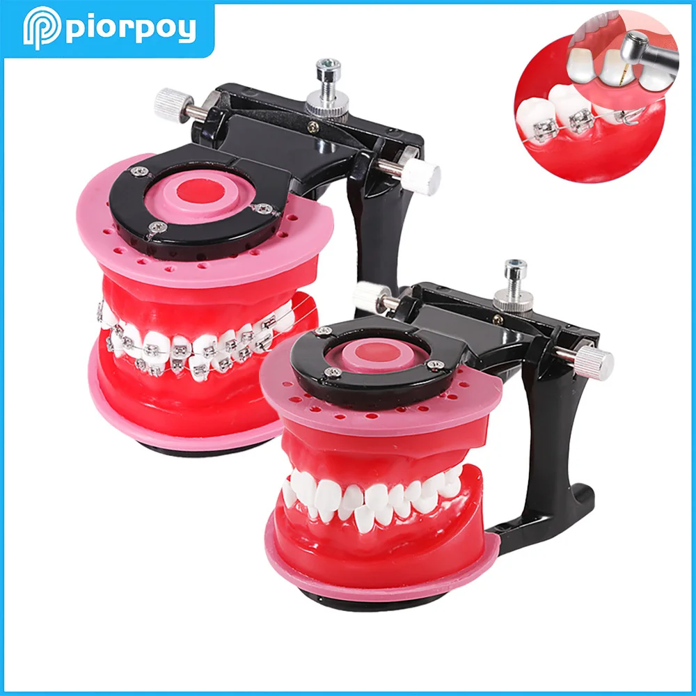 PIORPOY Dental Orthodontic Treatment Model Oral Model Teeth Gingival Wax Bending Typodont Demonstration Tools Dentist Practice