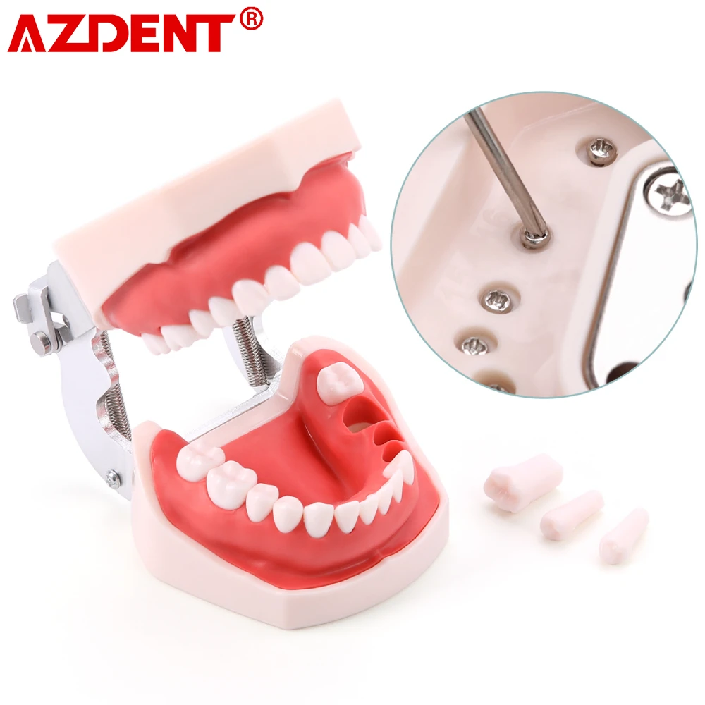 

AZDENT Resin Dental Model Training Typodont Teeth Model For Dental Technician Practice Teaching Gum Teeth Jaw Model Dentist Tool