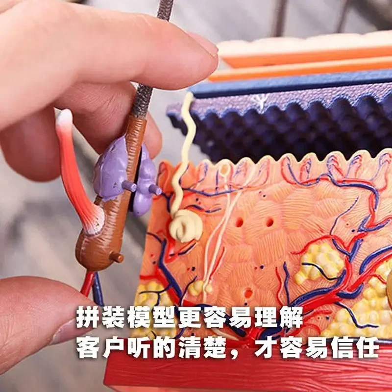 4D MASTER puzzle assembly toy: Anatomical model of human skin and hair organs, medical teaching DIY