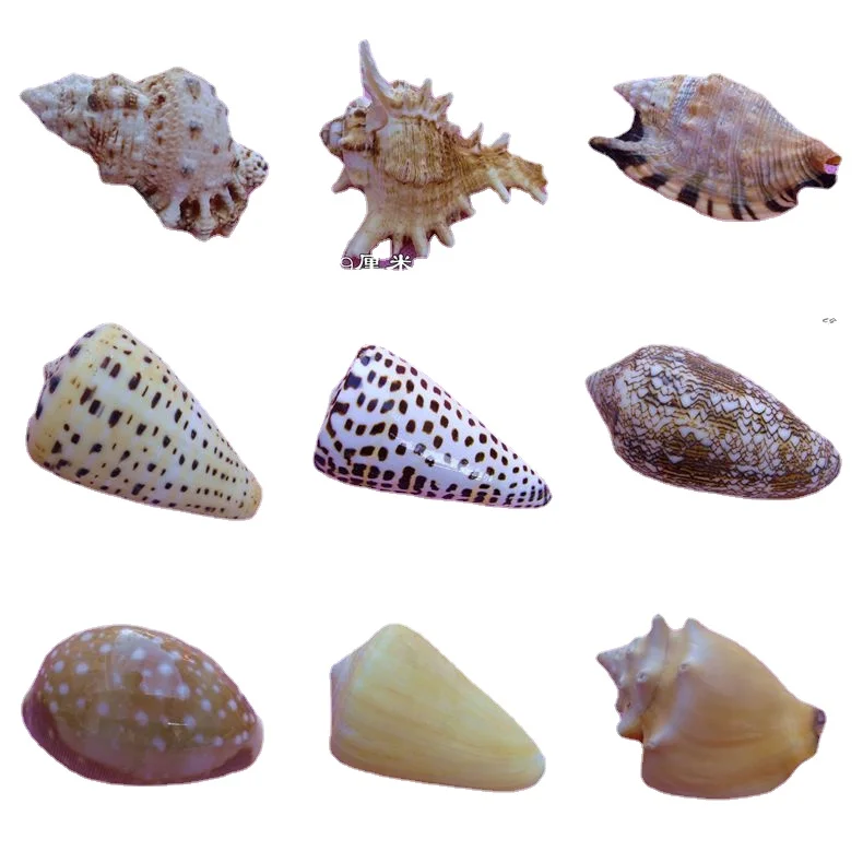 

Natural Conch Shell Starfish Home Decoration Aquarium Mediterranean Style Platform Landscaping Marine Specimen Collection