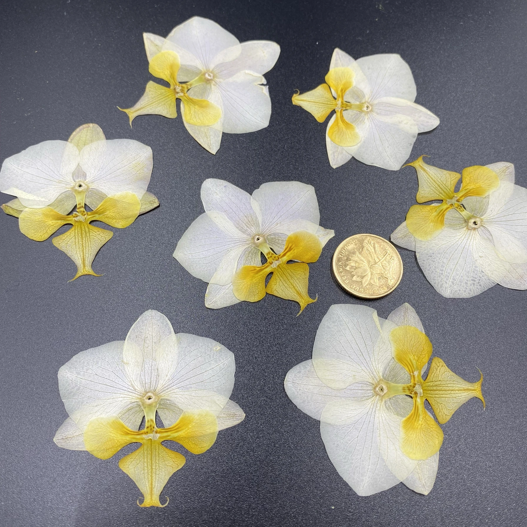 Pétalas de orquídea secas, material de flores prensadas, material para fazer cartões de felicitações, orquídea borboleta, flo...