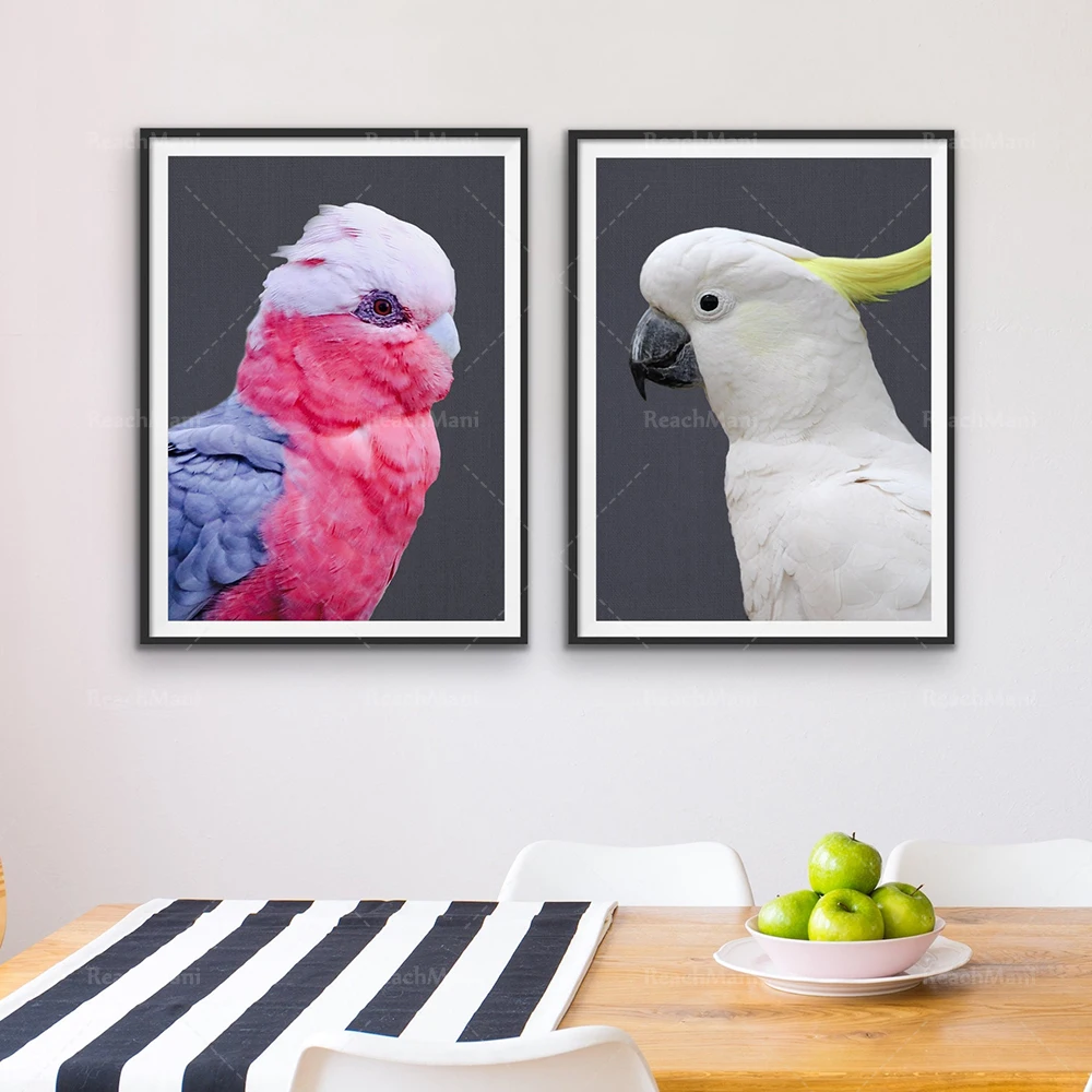 

Galah and Brimstone Cockatoo, Red Cockatoo, Pink Moluccas, Australian Birds Nature Animal Wall Art Poster
