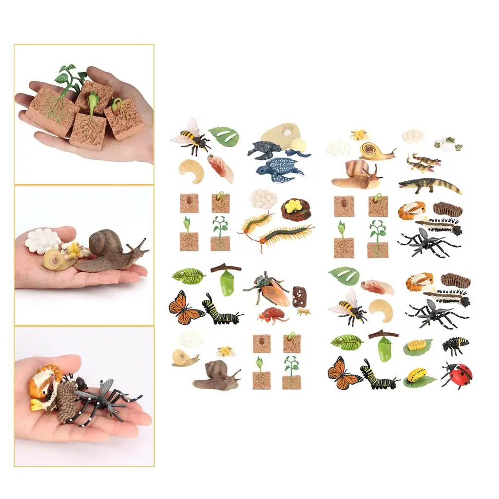 brinquedos-educativos-sobre-ciclo-de-vida-ferramentas-de-ensino-pre-escolar-modelos-de-biologia-kits-de-educacao-em-ciencias-da-vida-para-jogos-e-presentes-de-aniversario