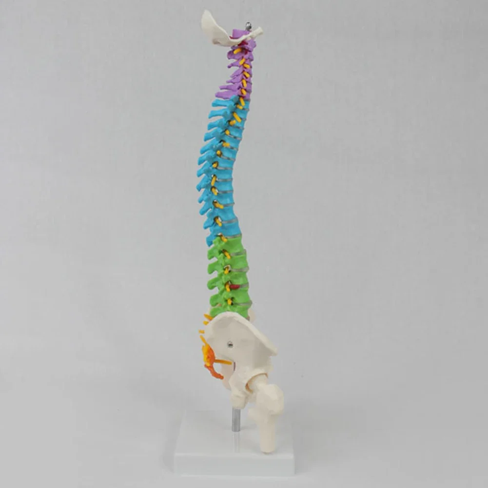 1 Pcs 45cm Color with Pelvic Human Anatomical Anatomy Spine Spinal Column Model Teaching Resources for Students Medical teaching