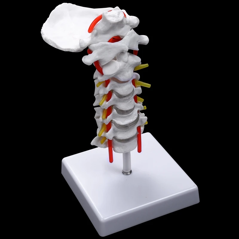 Cervical Vertebra Arteria Spine Spinal Nerves Anatomical Model Anatomy For Science Classroom Study Display Teaching Model