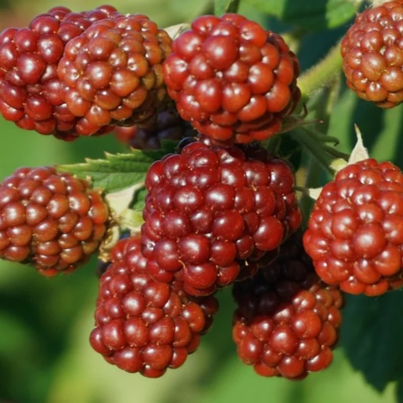 

Силиконовый лоток для деталей и подставка для инструментов - нескользящий органайзер для радиоуправляемого автомобиля/грузовика, фурнитура, небольшие аксессуары