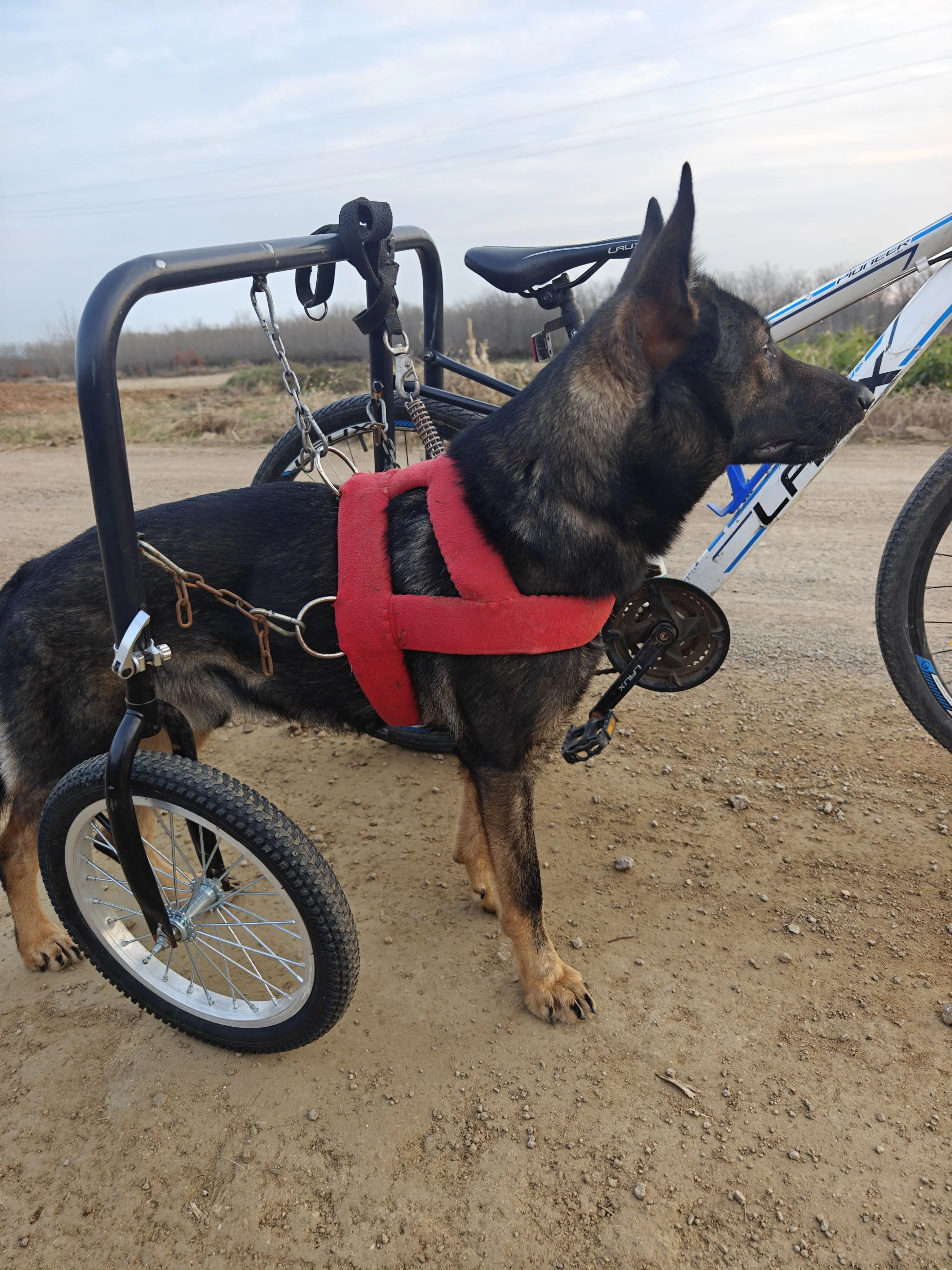 Dog walking tricycle bicycle dog walking artifact  cart exercise physical side car pet dog run cart   bike  rack