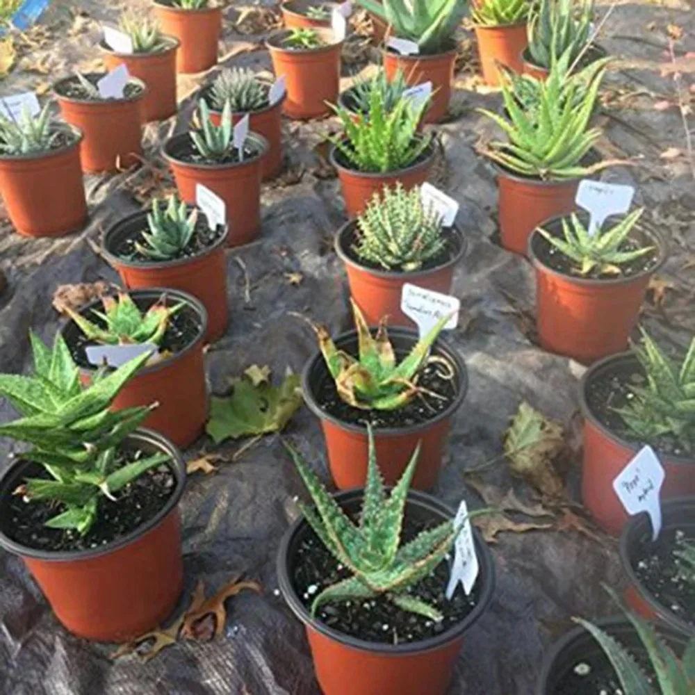 100PCS PVC Garden Plant Labels Markers Nursery Multi-color Plant Markers Tags Thickened Waterproof Horticultural Tags