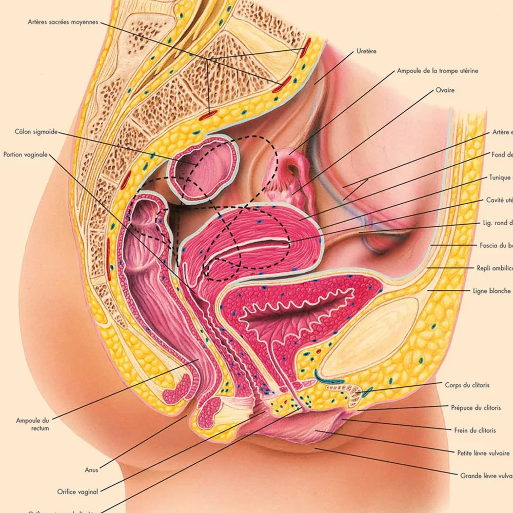 Gastrointestinal, Eye, Nervous System, Sports Injuries, Nervous Posters Prints (French) Human Anatomy Medical Wall Art Sticker