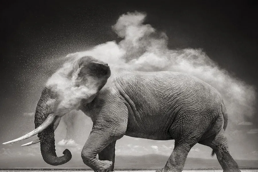 

Africa Elephant Desert Nature Black White Art Film Print Silk Poster Home Wall Decor 24x36inch