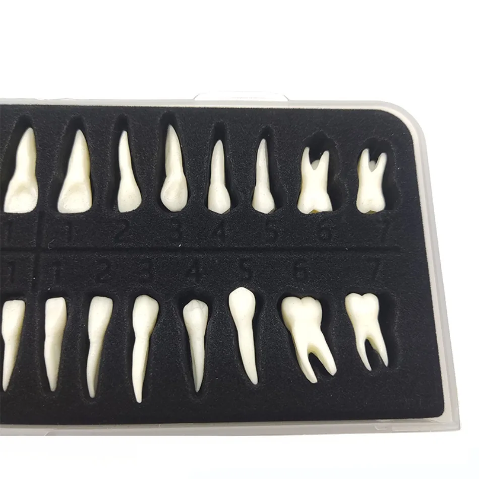 Dental 28 Permanent Tooth Model with Root Simulation Isolated Tooth Model Tooth Model Single Color Anatomical Mold