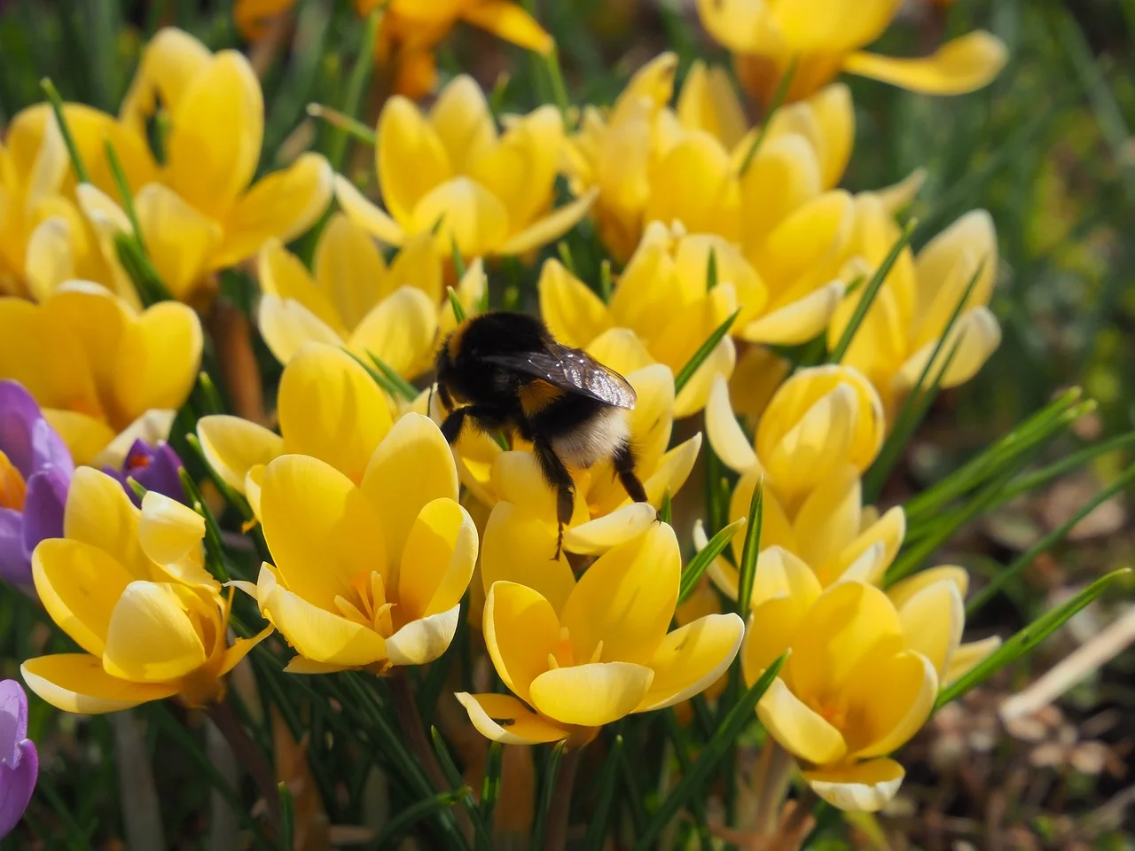 

HOTA H6 Pro Duo AC200W DC700W 26A Мини-балансировочное зарядное устройство/разрядник 1-6S LiPo NiMh Li-ion Ni-Cd для радиоуправляемых FPV дронов