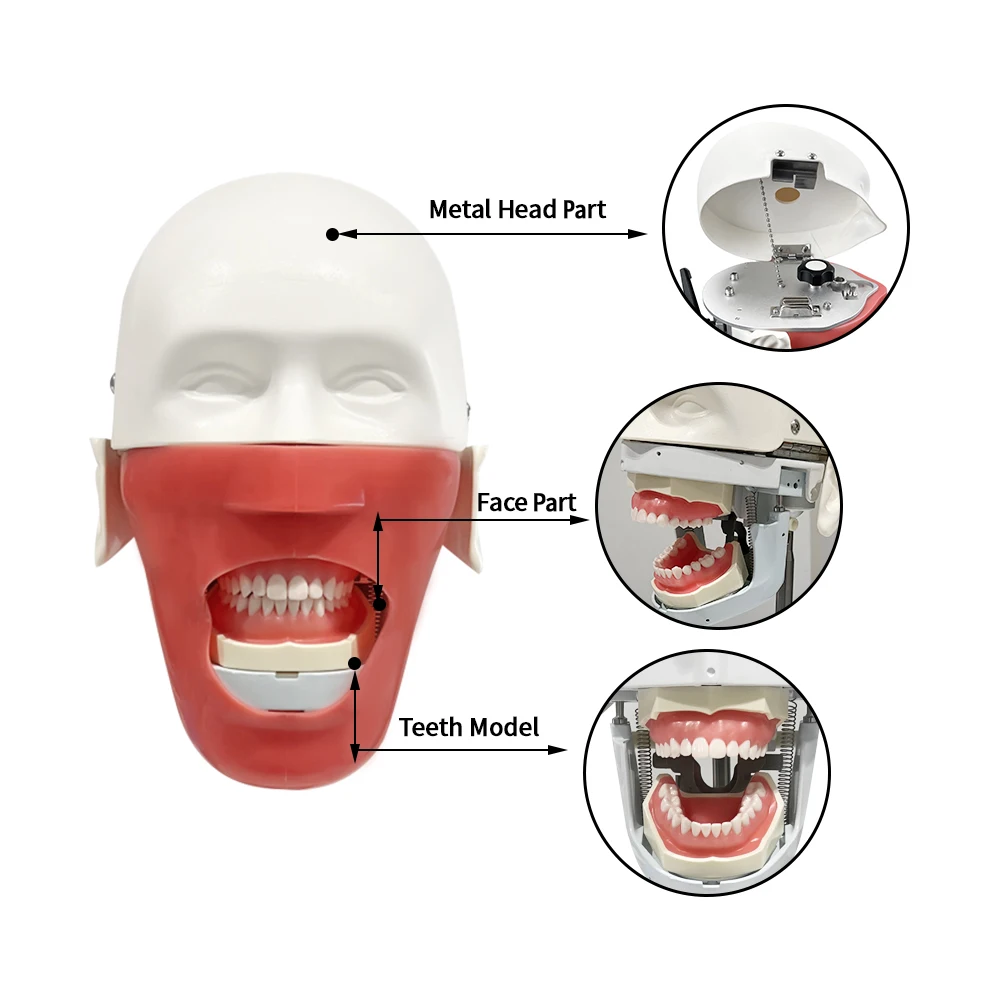 Simple Phantom Head Model Dental Training Simulation Teeth Model For Dentist Teaching Practice Apparatu Training Study Head Mode