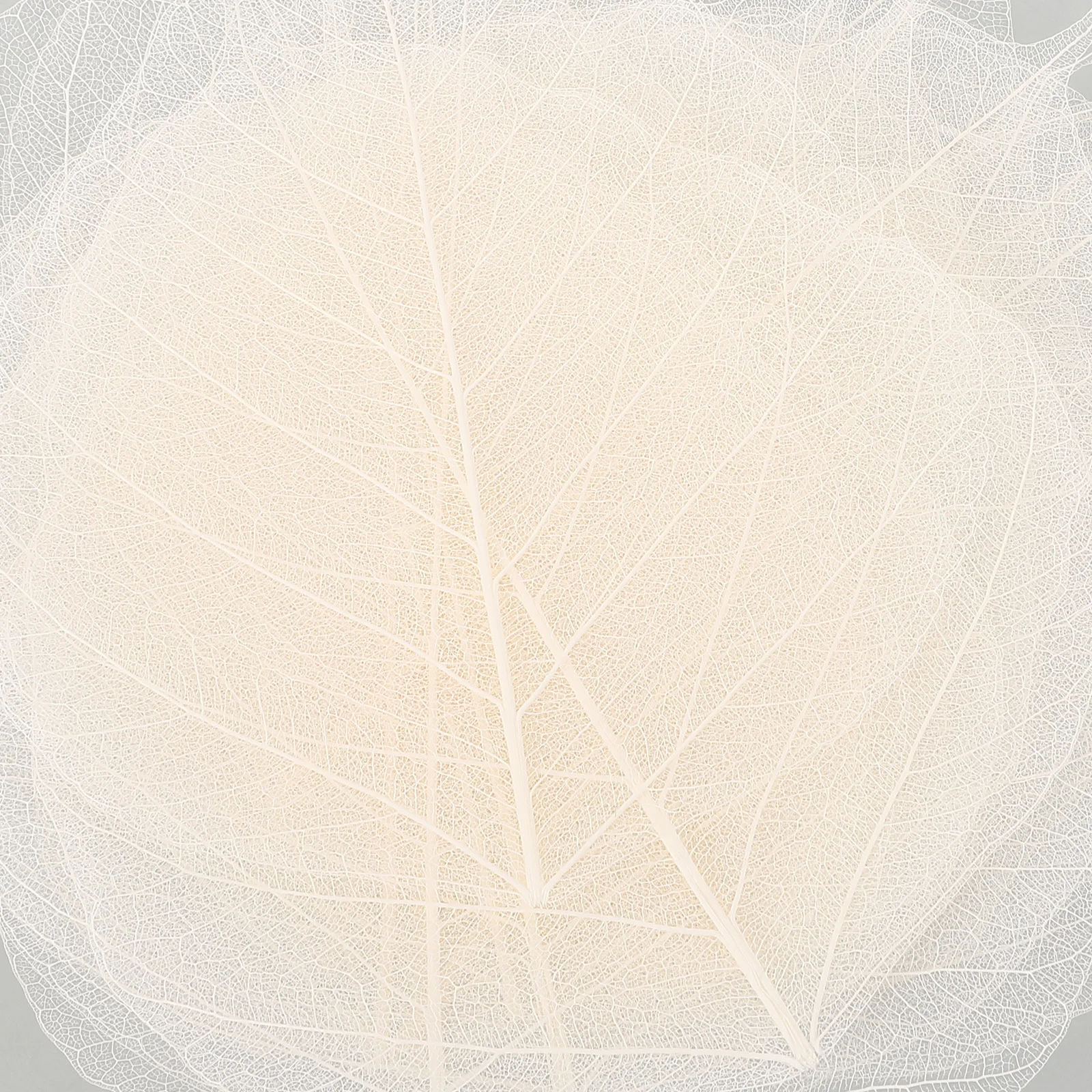 20pcs Leaf Diy Materials For Bookmark Craft Projects Tree Leaves Specimen Dried Leaves For Greeting Cards Scrapbook