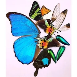 24 Kinds of Wings, Butterflies, Real Butterflies, Jewelry,DIY, Handmade,raw Materials,pink Butterflies,big Blue Butterflies, Etc