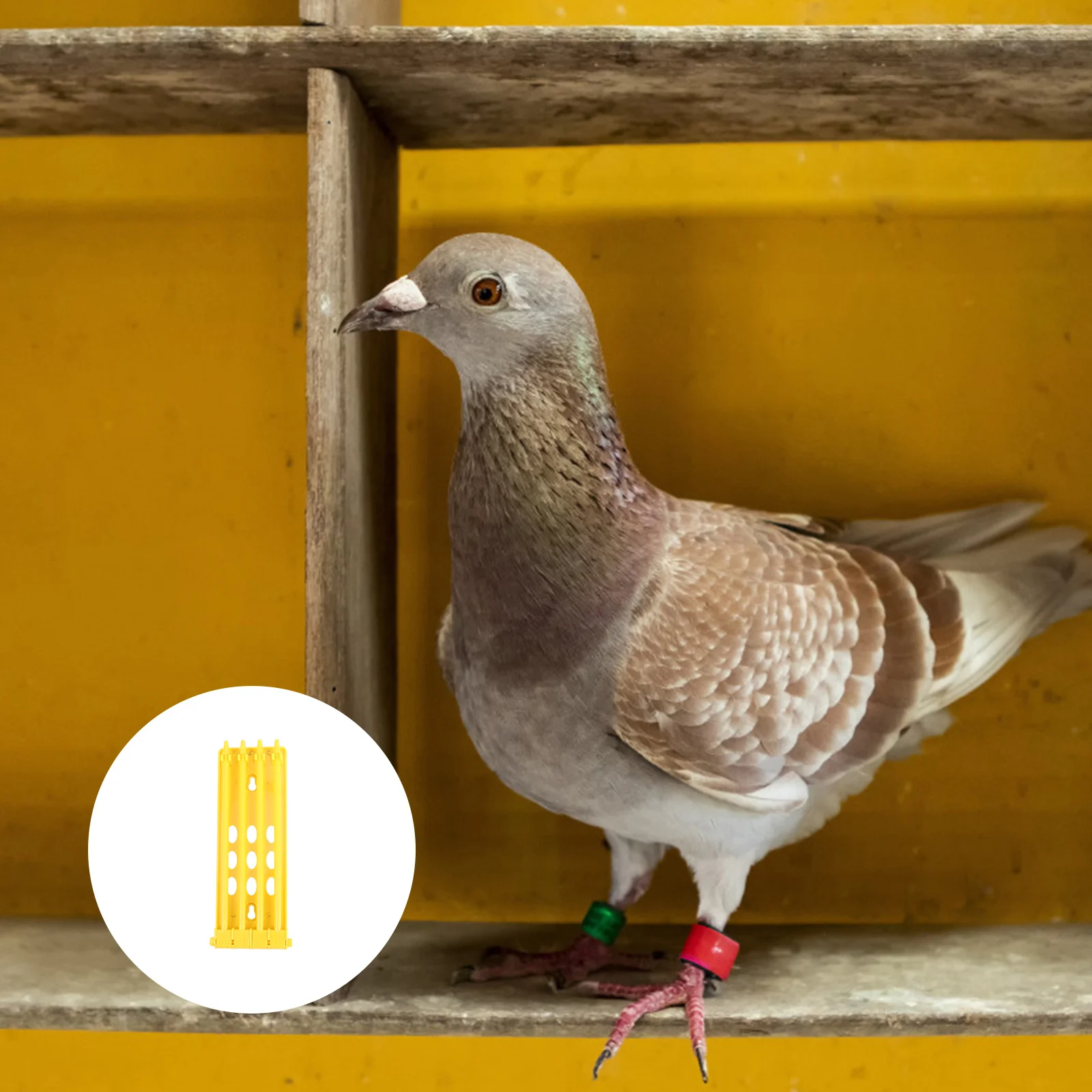 

1pc Pigeon Ring Storage Rack Durable Plastic Foot Ring Holder For Racing Pigeon Accessories Bird Leg Rings Shelf Tool