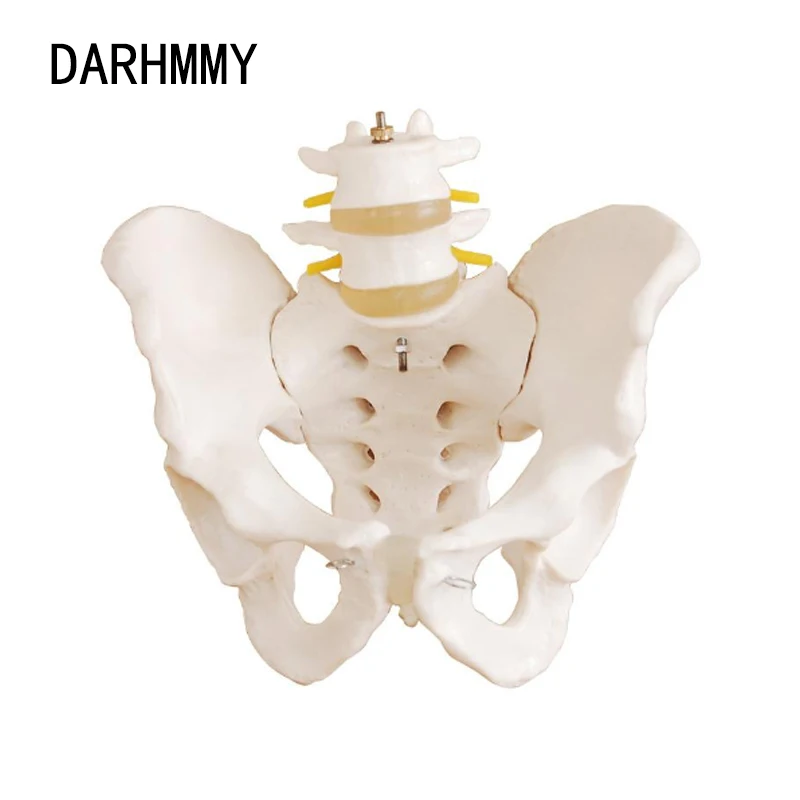 DARHMMY Life-Size PVC Anatomical Model of Pelvis with 2pcs Lumbar Vertebrae Medical Science Skeleton Specimen for Training