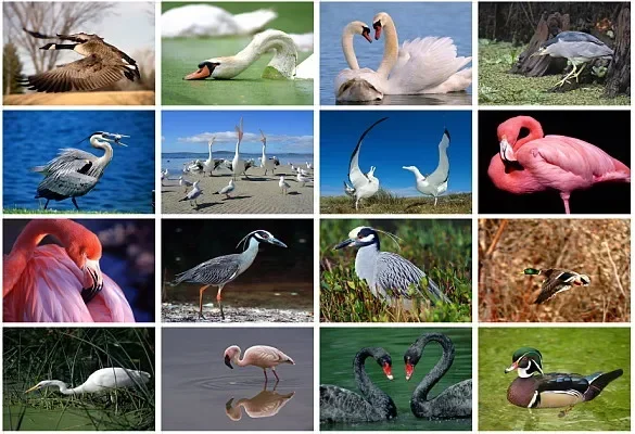 

Bird Swan Flamingo Wildlife Postcards 148*100mm 16pcs/set