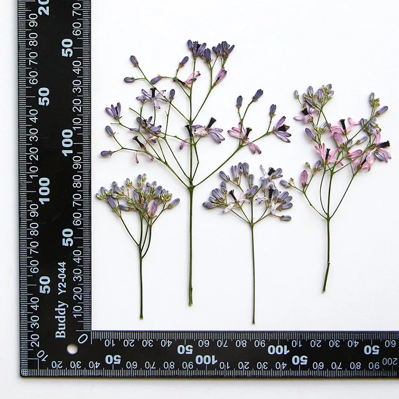 120ชิ้นทับแห้ง Melia azedarach L Flower herbarium สำหรับเรซิ่นอีพ็อกซี่เครื่องประดับการ์ดบุ๊คกรอบโทรศัพท์โคมไฟแต่งหน้า