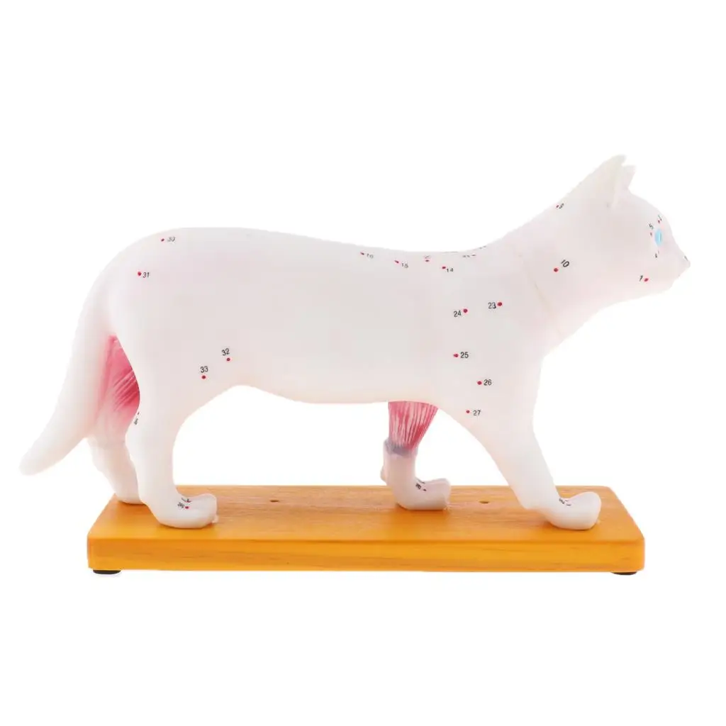 Cat Anatomy Model, 36 Acupuncture Points Lifesize Animal Model, Lab Demonstration Models