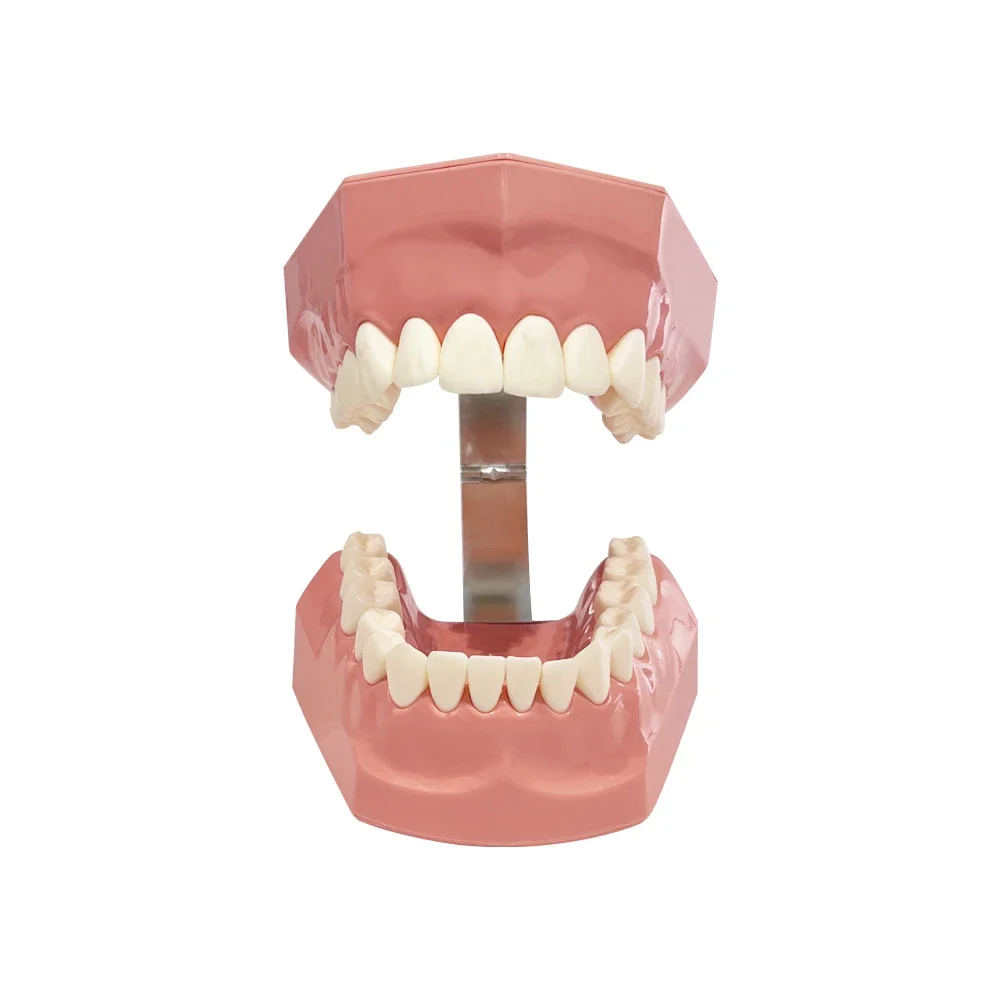 Dental Demonstration Education Model Brushing Teeth Teaching Studying Model With Toothbrush Standard Typoodnt Dentistry Products