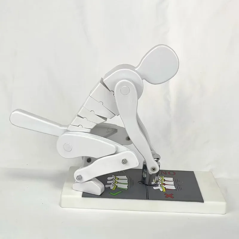 Human Spine Model Bending Weightlifting Weights Spinal Force Demonstration Correct Posture Lumbar Protection Fitness Education