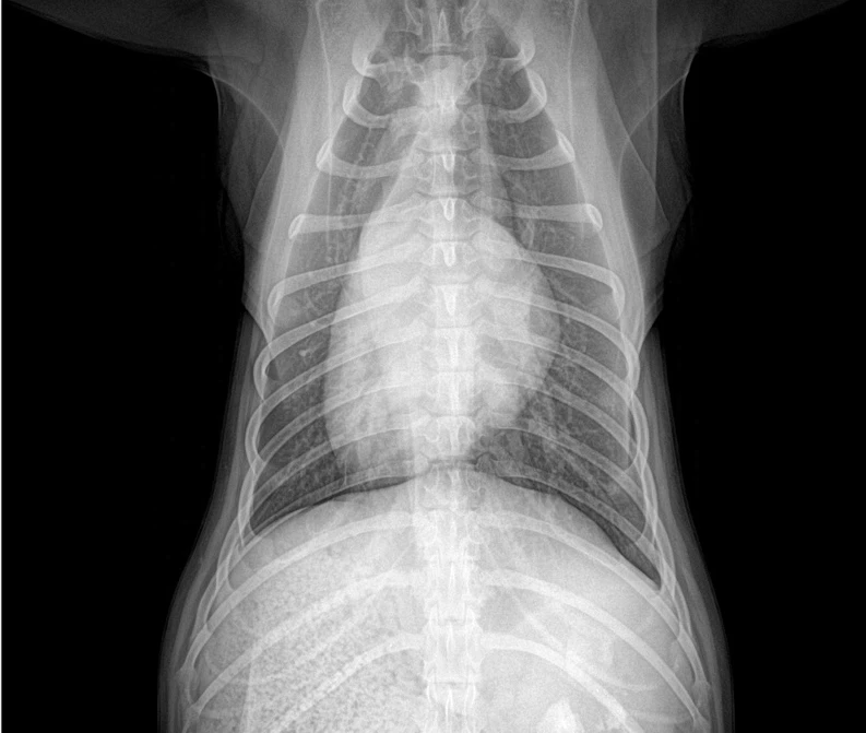 EUR VET Superior Quality Flat Panel Detector for X-ray Veterinary Equipment Digital X Ray Flat Panel Detector