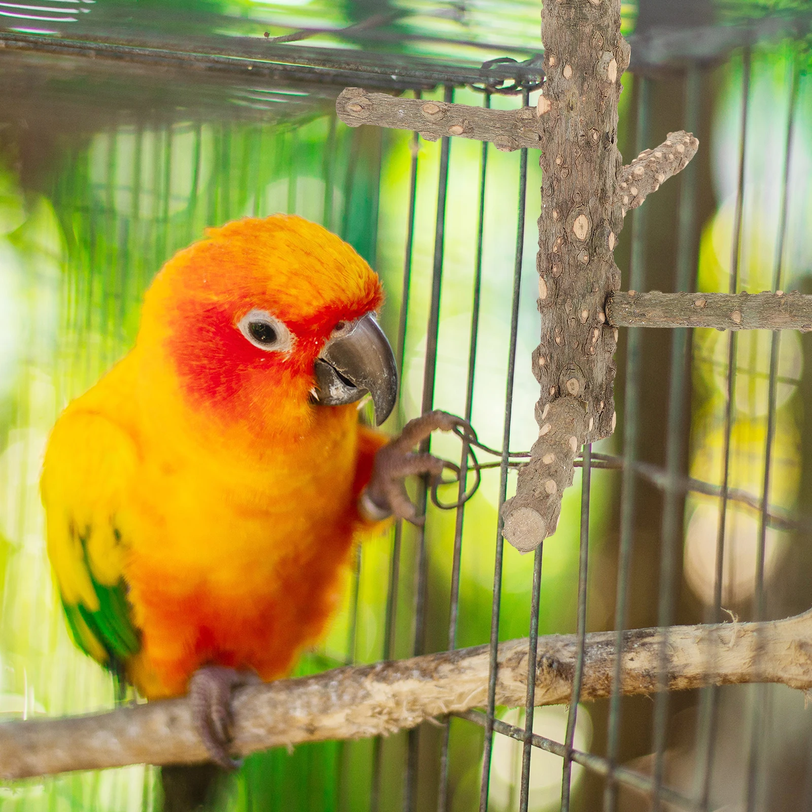 

Pepper Wood Perch Small Size Rotating Bird Cage Toy Accessories Wood Branch St for Bird Cage Toys Parakeet Parrot