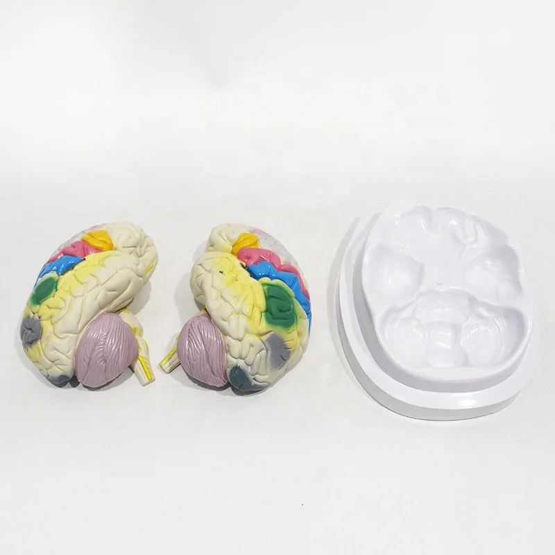 

Brain function localization teaching model Brain anatomical model
