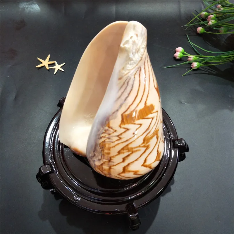 Natural Turbo Fusus Shells (Turbo Chama), Ideal for Children's Toys, Aquarium Scaping, Decorations & Stage Props, Representing M
