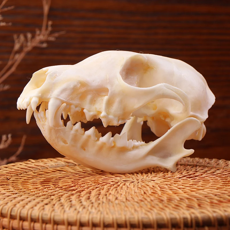 Real Fox Skulls Specimen Academic Study Surprise Gift For Science Education Natural Landscaping Ornaments