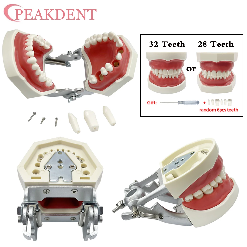 Model zębów dentystycznych dla modeli Typodont stomatologicznych NISSIN ze zdejmowanym zębem dla technik dentystycznych ćwicz szkolenie studia