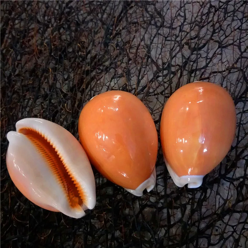 Rare collection treasure Conch, home Decoration, Famous Golden Snail Specimen, Collectibles Gift, 9cm view 6